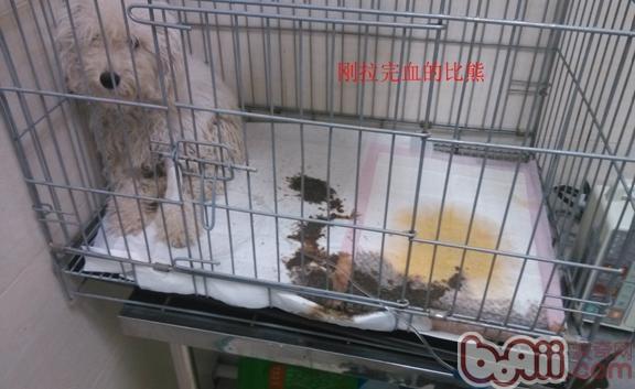 狗狗細小癥狀和治療方法