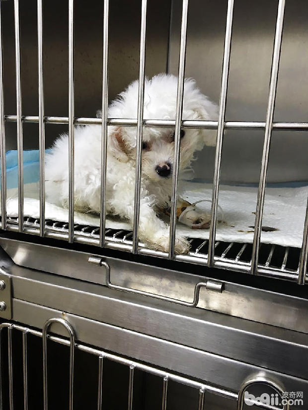 比熊犬細小病毒病的治療
