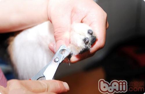對狗狗美容的八大迷思解析