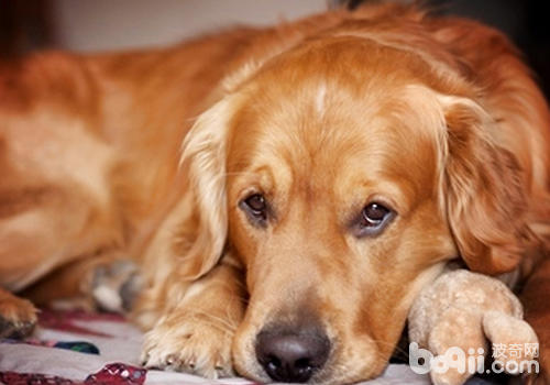 為自家金毛犬繁殖需要慎重