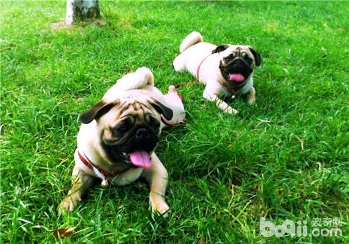 犬傳染性肝炎的臨床癥狀