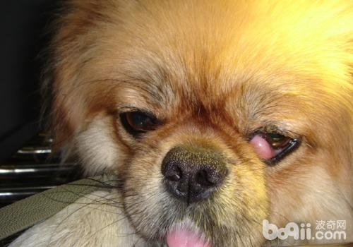犬第三眼瞼增生的癥狀