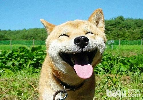 柴犬毛色發白的原因是什么，如何可以加深柴犬的毛色