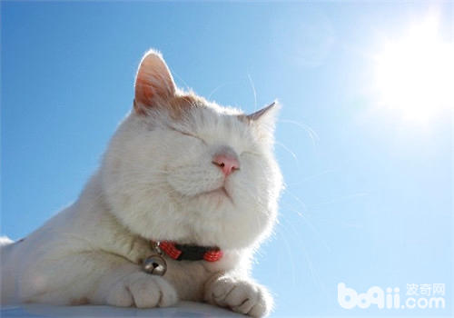 貓咪要多曬太陽