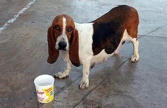 判斷狗狗真假懷孕的方法都有哪些？