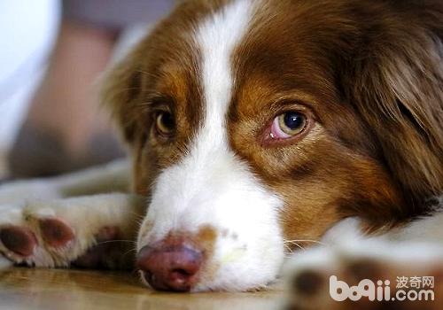 為什么狗狗夏季感染細小犬瘟的幾率比較大？