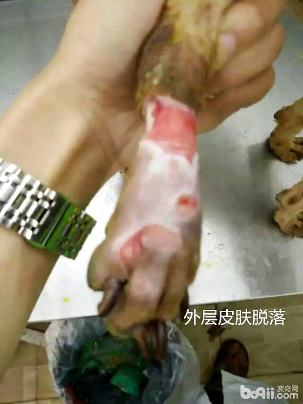 犬幾種病例的傷口處理