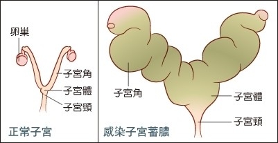 犬子宮蓄膿的病因及診治