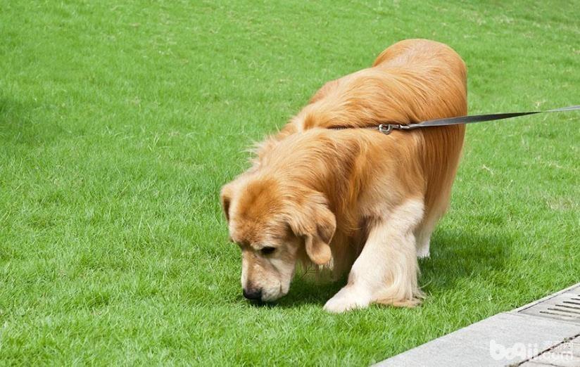 狗狗亂吃東西中毒怎么辦 狗狗亂吃東西中毒急救措施