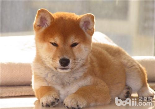 犬尿道結石的診斷與癥狀