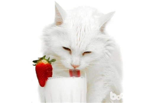 <a href=/zhonglei/mao/ target=_blank class=infotextkey>貓</a>咪喝牛奶腹瀉怎么辦？