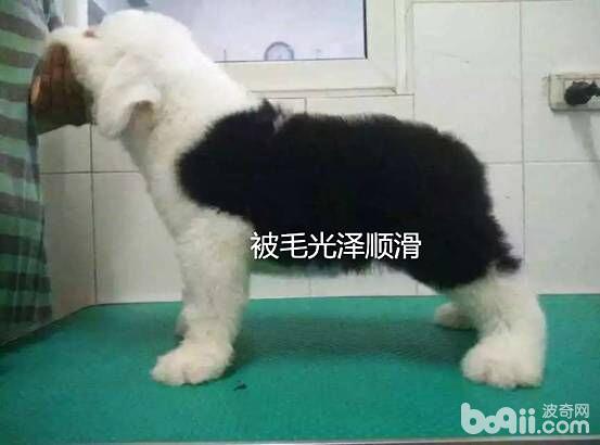 寵物臨床檢查之一般檢查