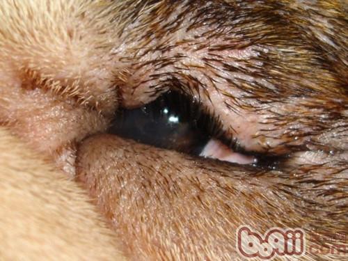 犬眼部損傷的原因和處理