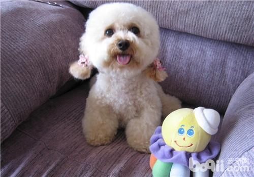 犬骨折的診斷要點