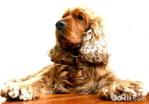 犬乳腺腫瘤的病歷介紹