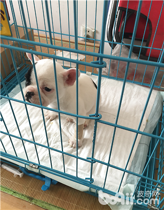 犬營養性貧血癥的診斷與治療