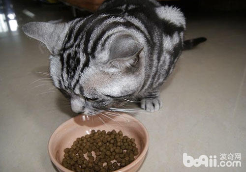 貓咪靠味覺識別有害食物？