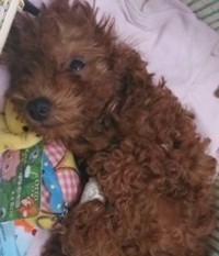 一例貴賓犬細小病毒病的治療