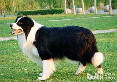 犬巴貝斯蟲病的病因及癥狀
