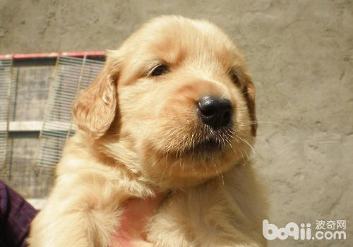 能使金毛犬致死的常見病有哪些