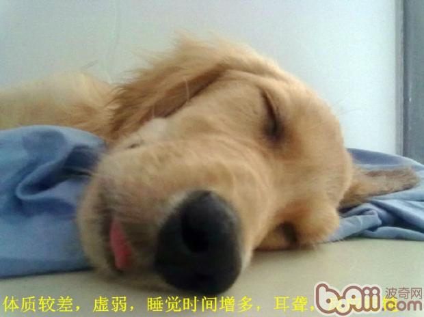關于<a href=/zhonglei/gou/ target=_blank class=infotextkey>狗</a>狗的老年癡呆癥的癥狀