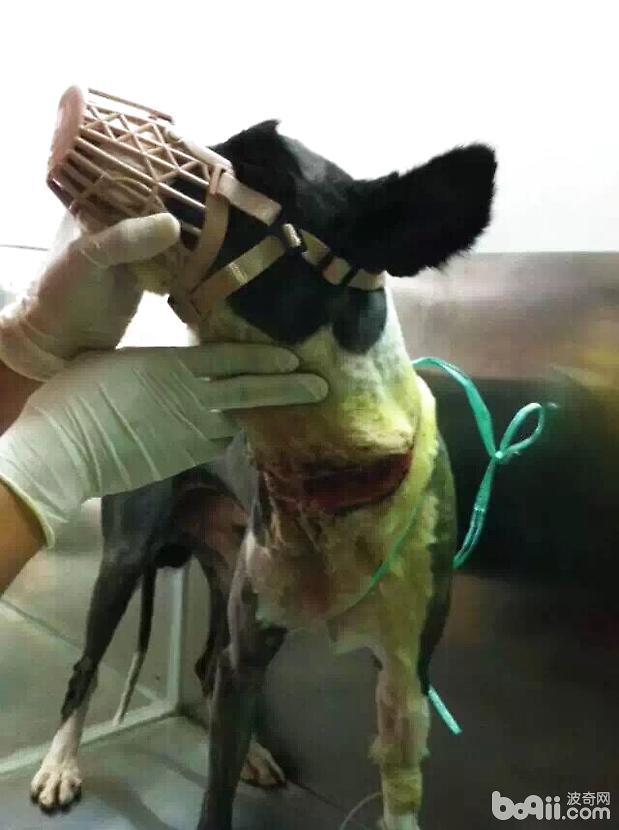 一例邊境牧羊犬的傷口處理與護理