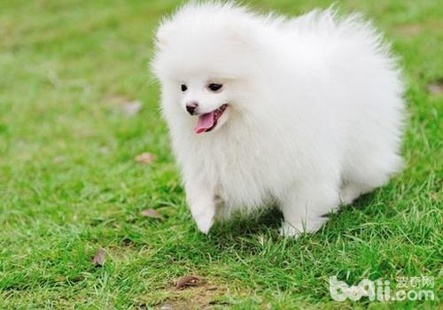 博美犬有哪些不同的咳嗽癥狀