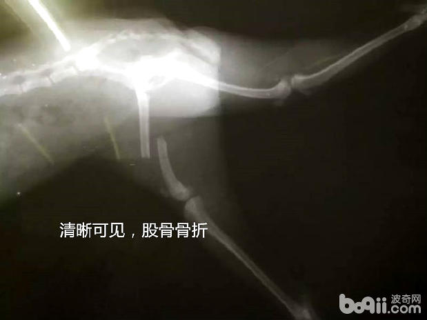 犬常見的外內科疾病（三）