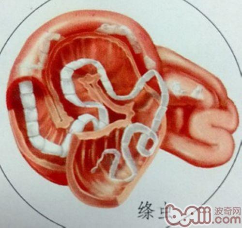 一例幼犬嚴重絳蟲感染的病例分析