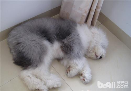 犬腦膜炎的防治方法