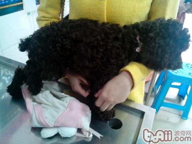 一例犬骨骺端骨折病例