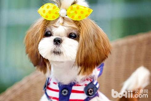 狗狗犬瘟熱怎么預防 狗狗犬瘟熱癥狀有哪些