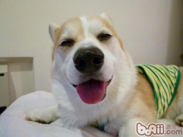 掌握<a href=/zhonglei/gou/ target=_blank class=infotextkey>狗</a>狗的行為特點能更好訓練