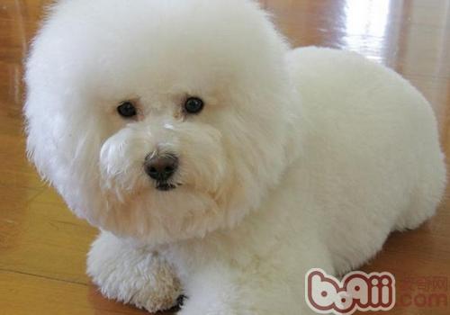 如何讓<a href=/zhonglei/gou/ target=_blank class=infotextkey>狗</a>狗改掉偷吃的習慣