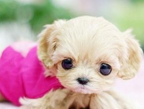茶杯犬訓練 茶杯犬訓練技巧介紹 