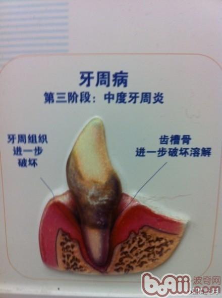 簡介常見的犬類牙科問題