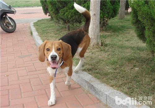犬隱睪的預防要點