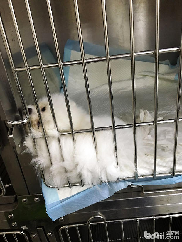 博美犬的結膜炎的治療體會
