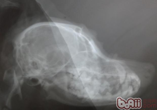 一例犬頭部外傷的急救處理