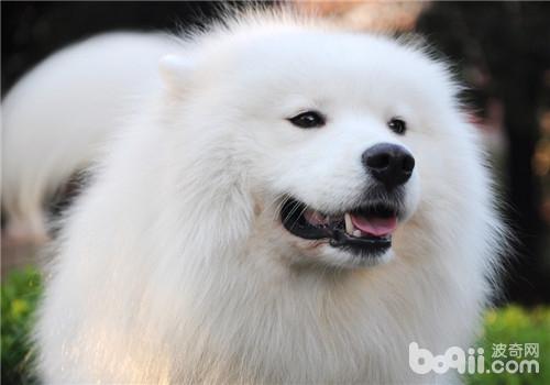 犬癲癇的臨床癥狀