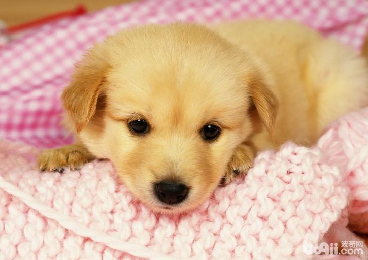 犬細小如何治療，犬細小的預防方法