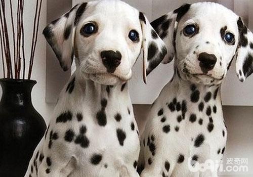犬寄生蟲之蠕形螨性皮膚病