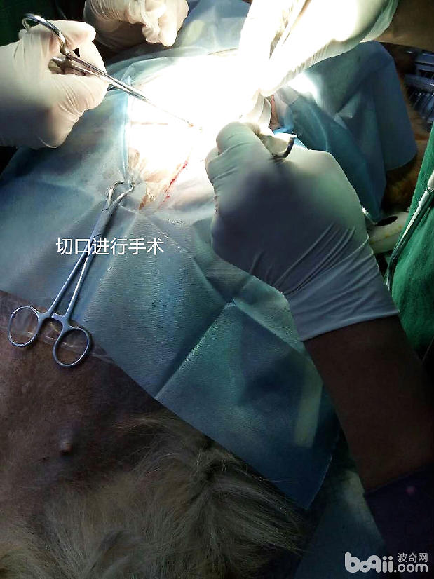 犬的胃扭轉的治療方法