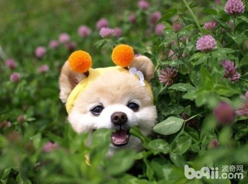 狗狗咳嗽 狗狗咳嗽怎么辦