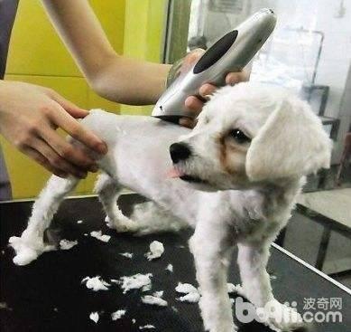 給狗狗剃腹底毛有什么好處？