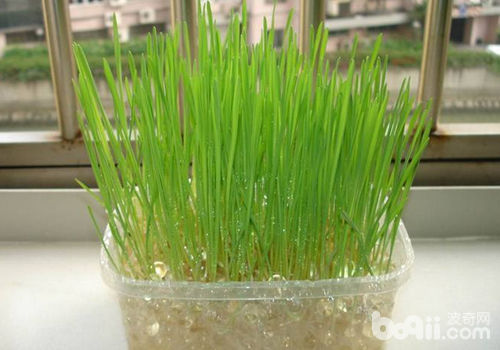 貓草對貓咪有何作用