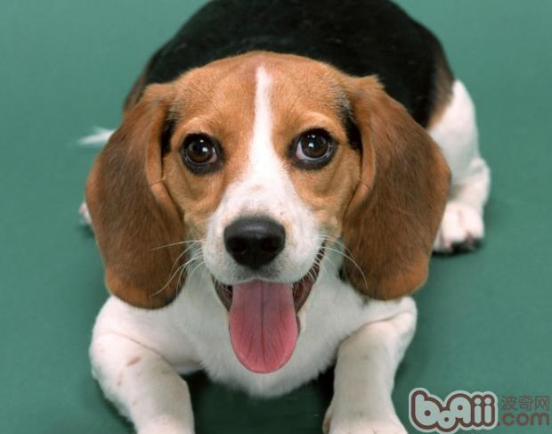如何給比格犬梳理毛發