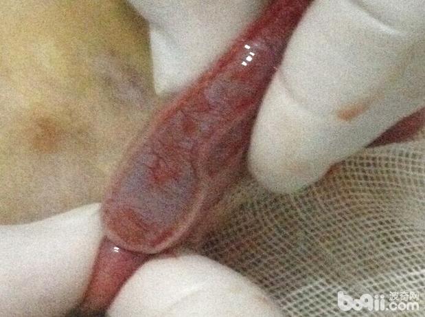 一例金毛犬的腸套疊整復術