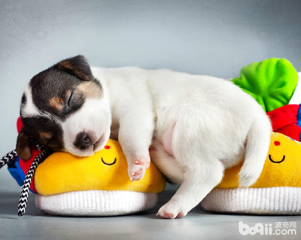 母犬不孕怎么辦？母犬不孕的原因是什么