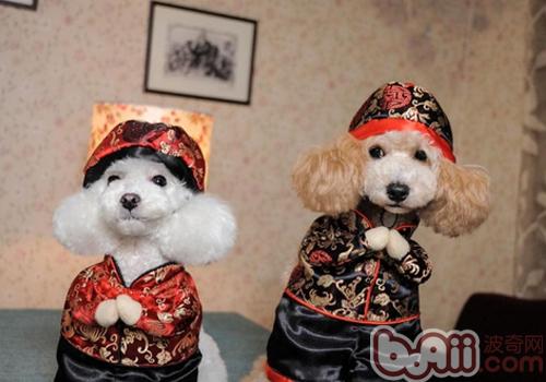 如何教<a href=/zhonglei/gou/ target=_blank class=infotextkey>狗</a>狗做恭喜發財
